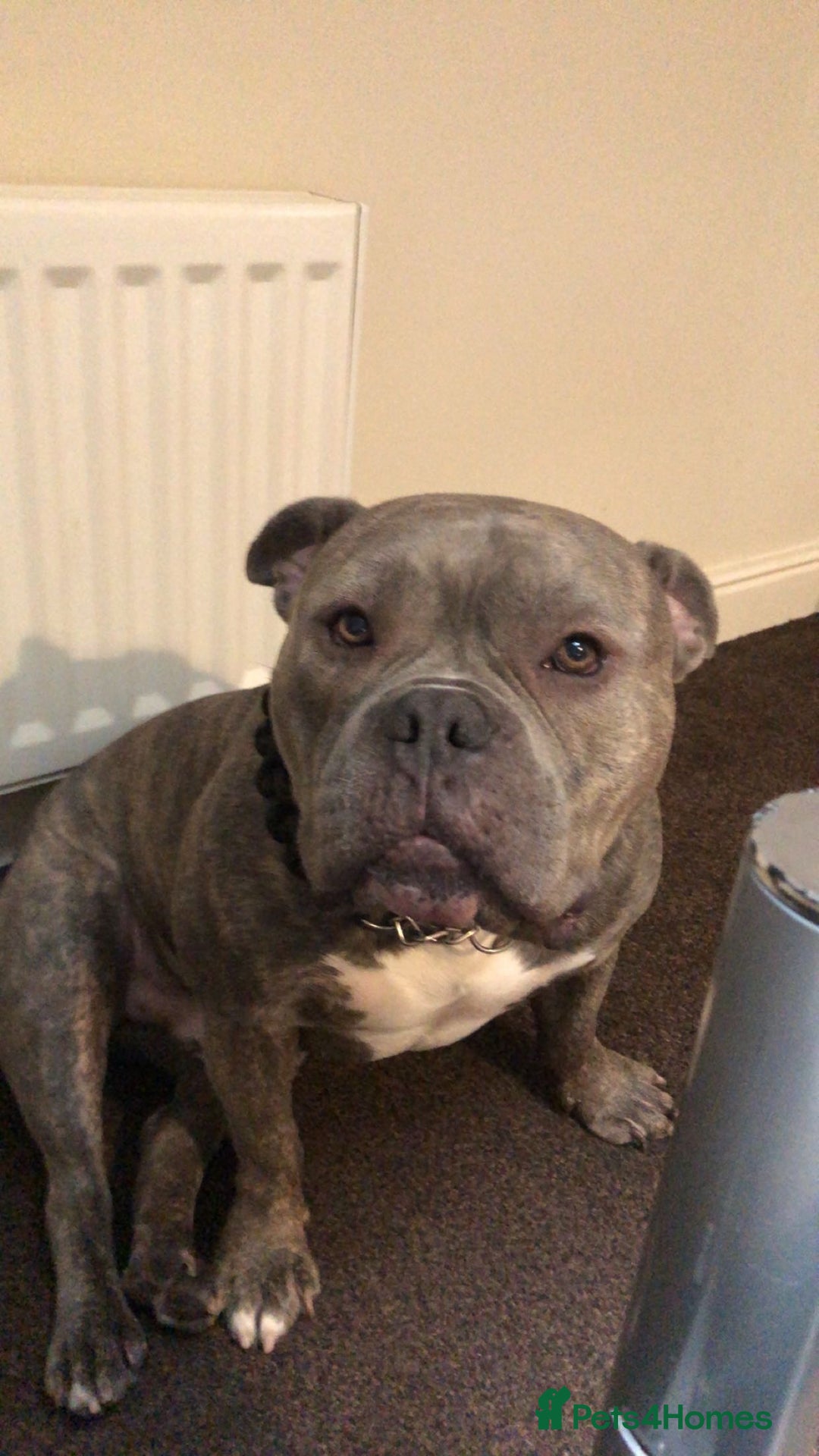 American Bully dogs for sale: Pocket Bully - Image 3
