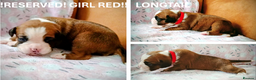 Boxer dogs for sale: 9 Boxer Puppies mix of bob&long tail ready 22 Jan - Advert 5