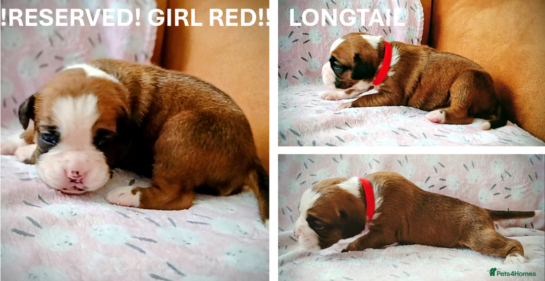 Boxer dogs for sale: 9 Boxer Puppies mix of bob&long tail ready 22 Jan - Advert 5