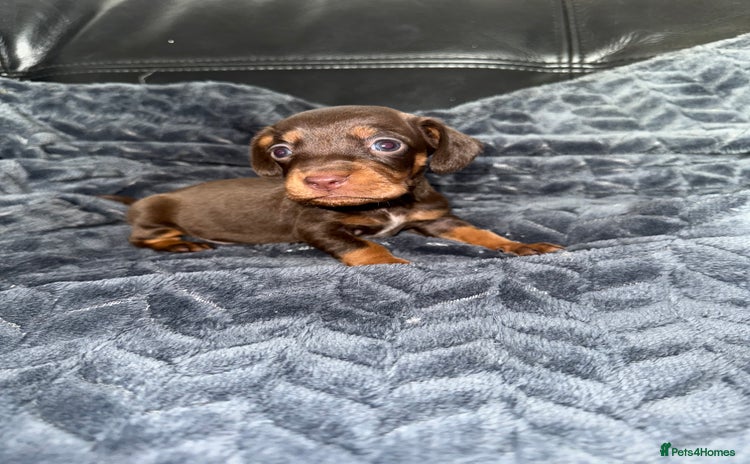 Mixed Breed dogs - Advert 4