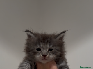 Maine Coon cats Maine Coon TICA registered✨ - Advert 1