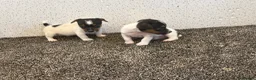 Jack Russell dogs for sale: Traditional Jack Russell Puppies  - Advert 6