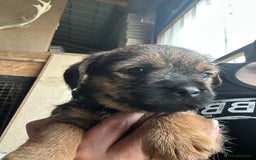 Border Terrier dogs for sale: Border Terrier Pups - Image 22