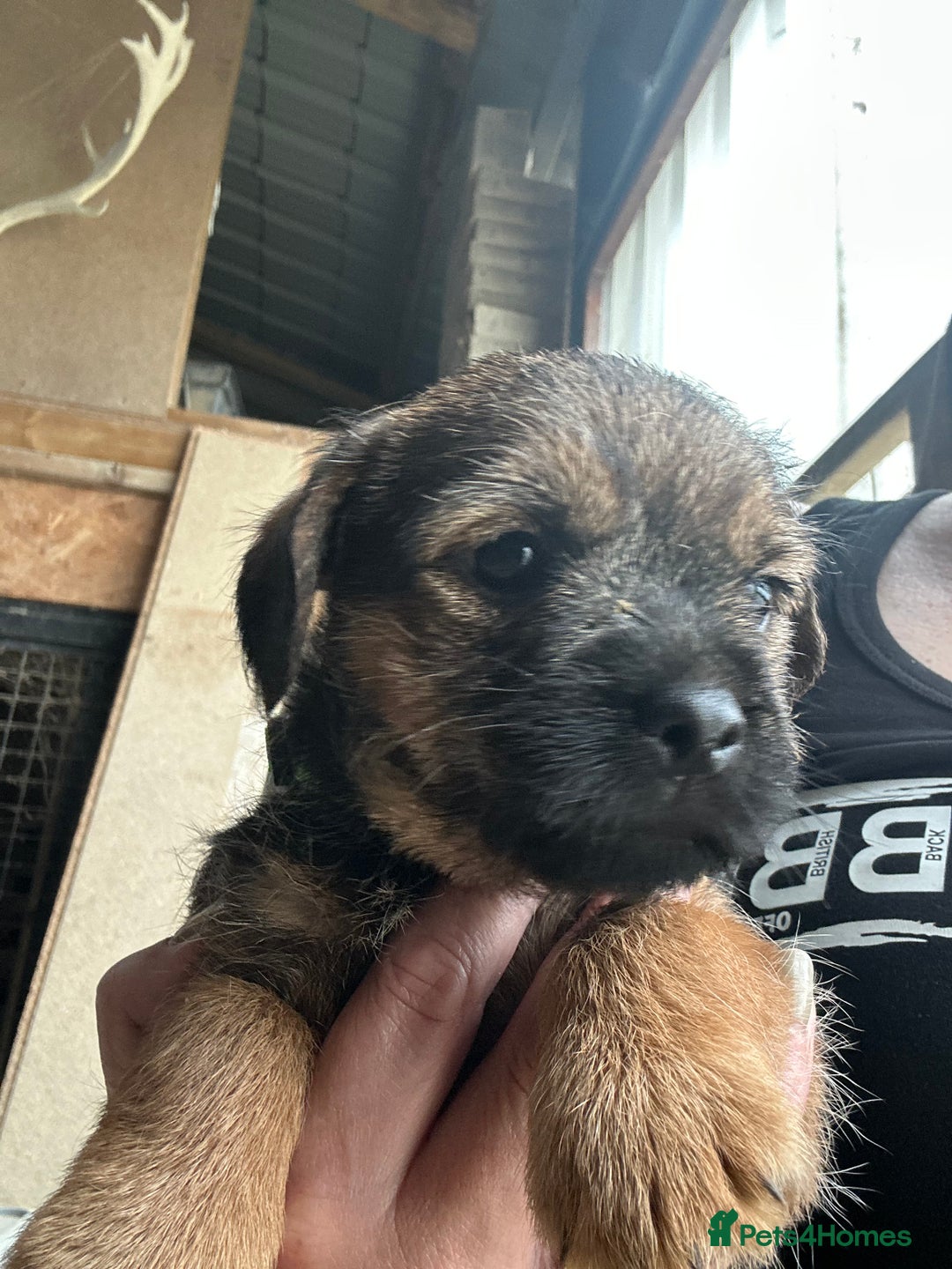 Border Terrier dogs for sale: Border Terrier Pups - Image 22