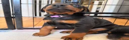 Dobermann dogs for sale: Exceptional kc pedigree dobermann puppies   - Advert 7