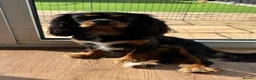 Cavalier King Charles Spaniel dogs for sale: 1-Year-Old Black & Tan Cavalier King Charles - Advert 9