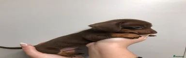 Dachshund Puppy 2