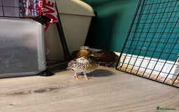 Quail poultry for sale: Quail - Image 4