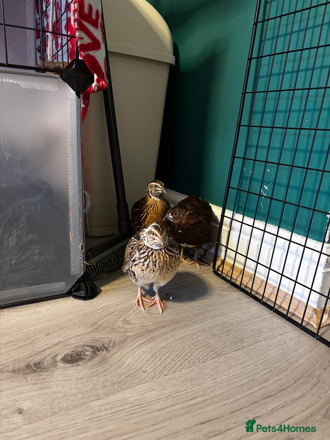 Quail poultry for sale: Quail - Image 4