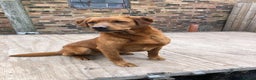 Labrador Retriever dogs for stud: Fox Red Labrador for Stud in Crieff - Advert 4