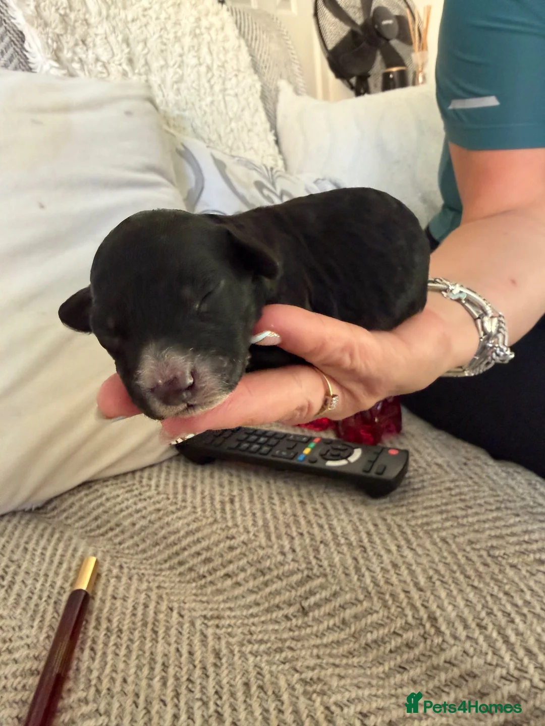 Cockapoo dogs for sale: 4 girls 1 boy beautiful cockapoos - Advert 2
