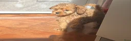 Cavapoo dogs for sale: Tiny Toy Cavapoo Puppies - Advert 10