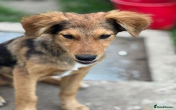 Mixed Breed dogs for adoption: JASPER - a Superb Puppy Boy, for a Loving Home - Image 25