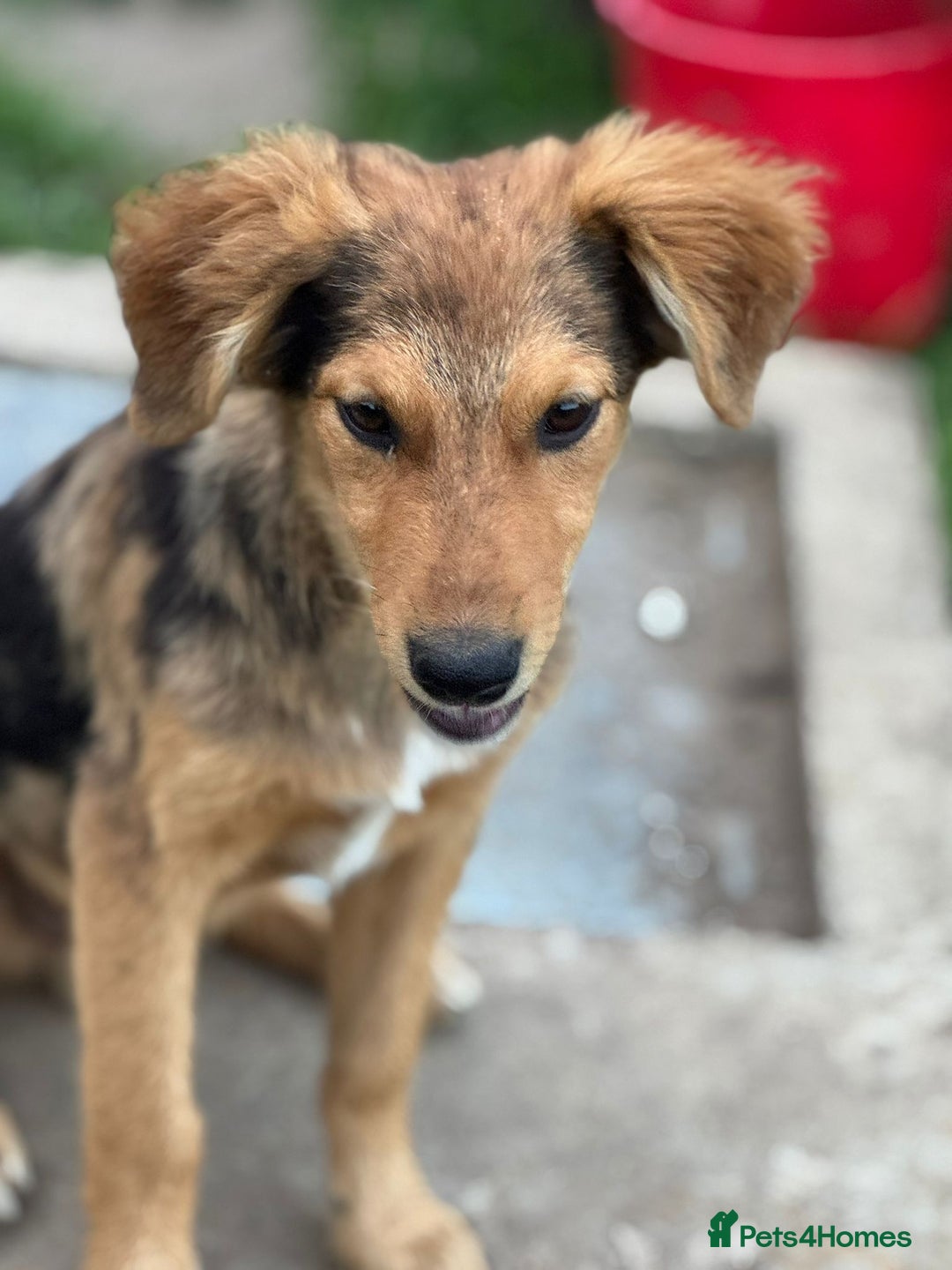 Mixed Breed dogs for adoption: JASPER - a Superb Puppy Boy, for a Loving Home - Image 25