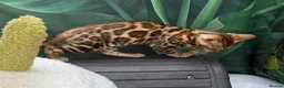 Bengal cats for sale: 🩷 Stunning TICA ✨ Health tested Bengal kitten  - Advert 4