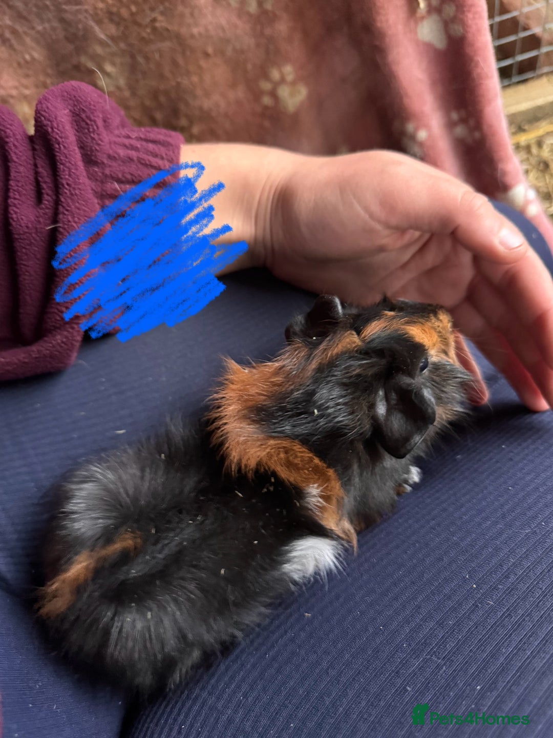 Guinea Pig rodents for sale: three male guinea pigs three months old  - Advert 6