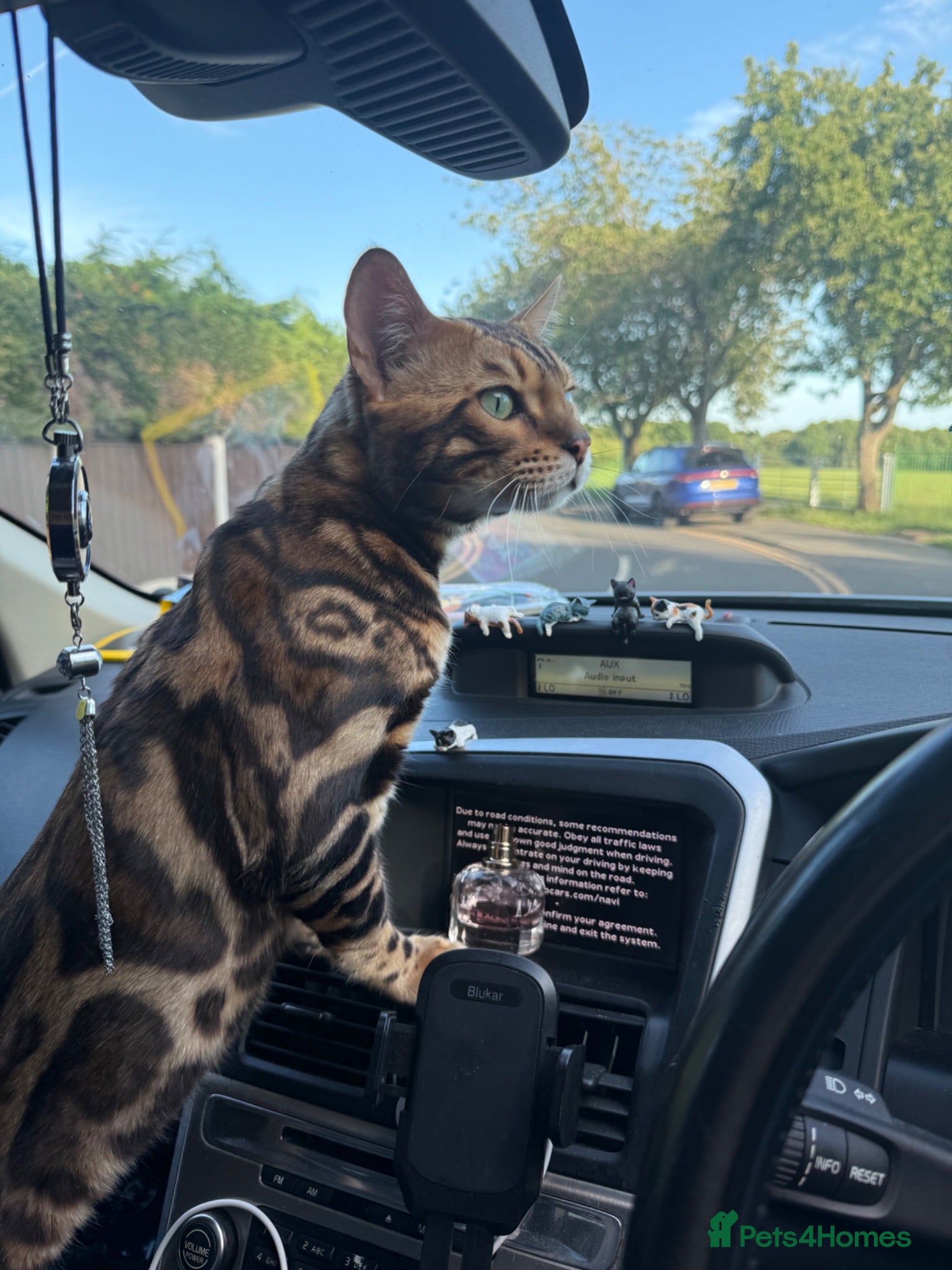 Bengal cats TICA Registered Bengal Stud  - Advert 1
