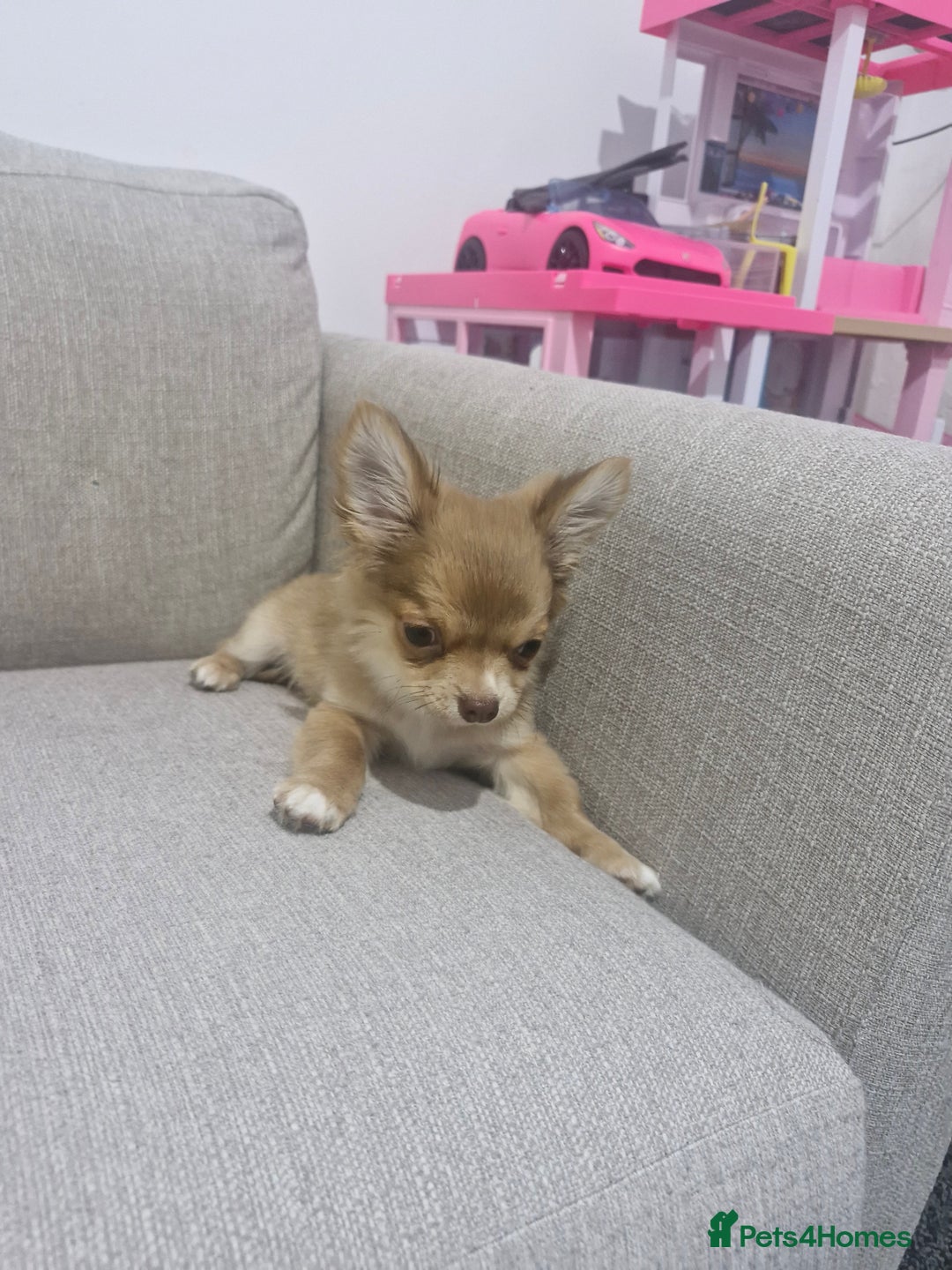 Chihuahua dogs for sale: Chihuahua puppy - Advert 9