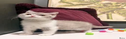 British Shorthair cats for sale: Stunning tica reg British short hair girls  - Advert 1