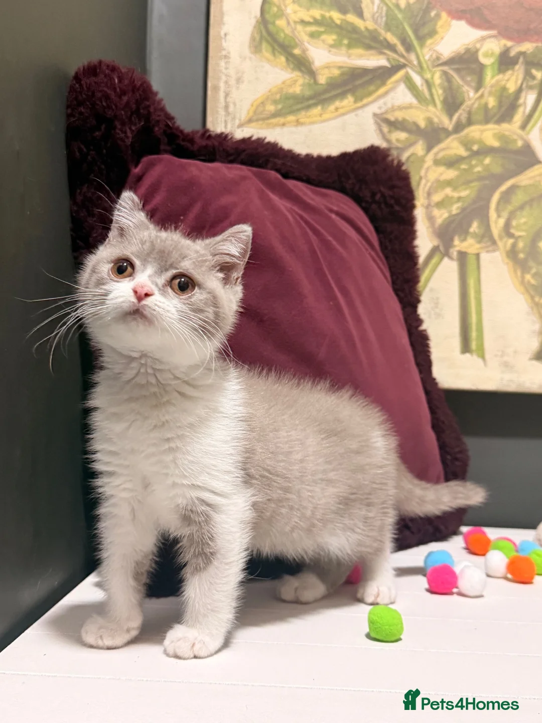 British Shorthair cats for sale: Stunning tica reg British short hair girls  - Advert 1