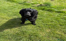 Cocker Spaniel dogs for sale: Lovely 10 month old cocker spaniel  - Image 3