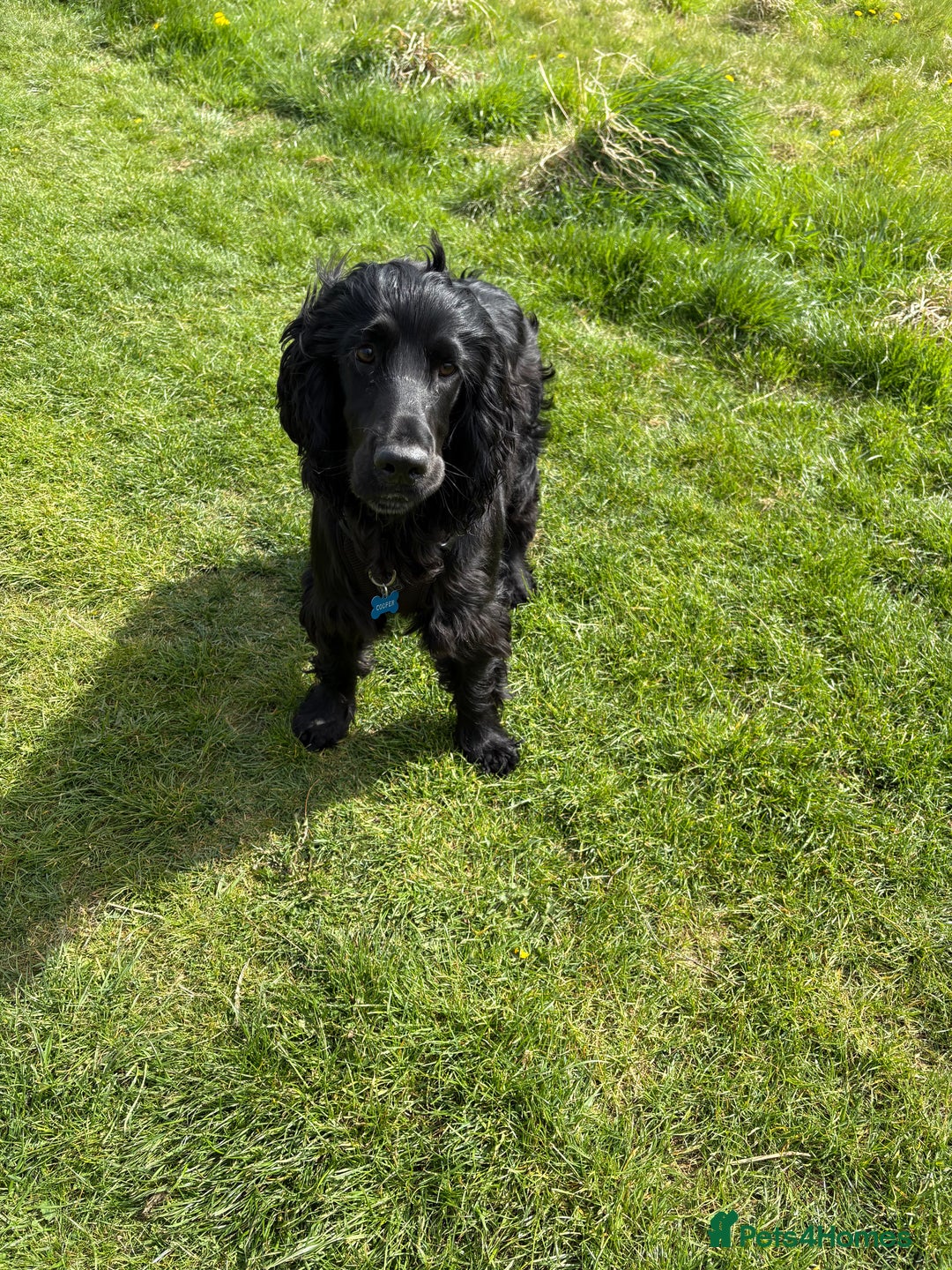 Cocker Spaniel dogs for sale: Lovely 10 month old cocker spaniel  - Image 3