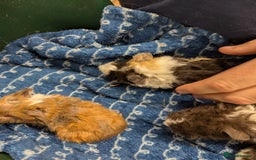 Guinea Pig rodents for sale: Stunning baby Lunkarya guinea pigs! 😍 - Image 2