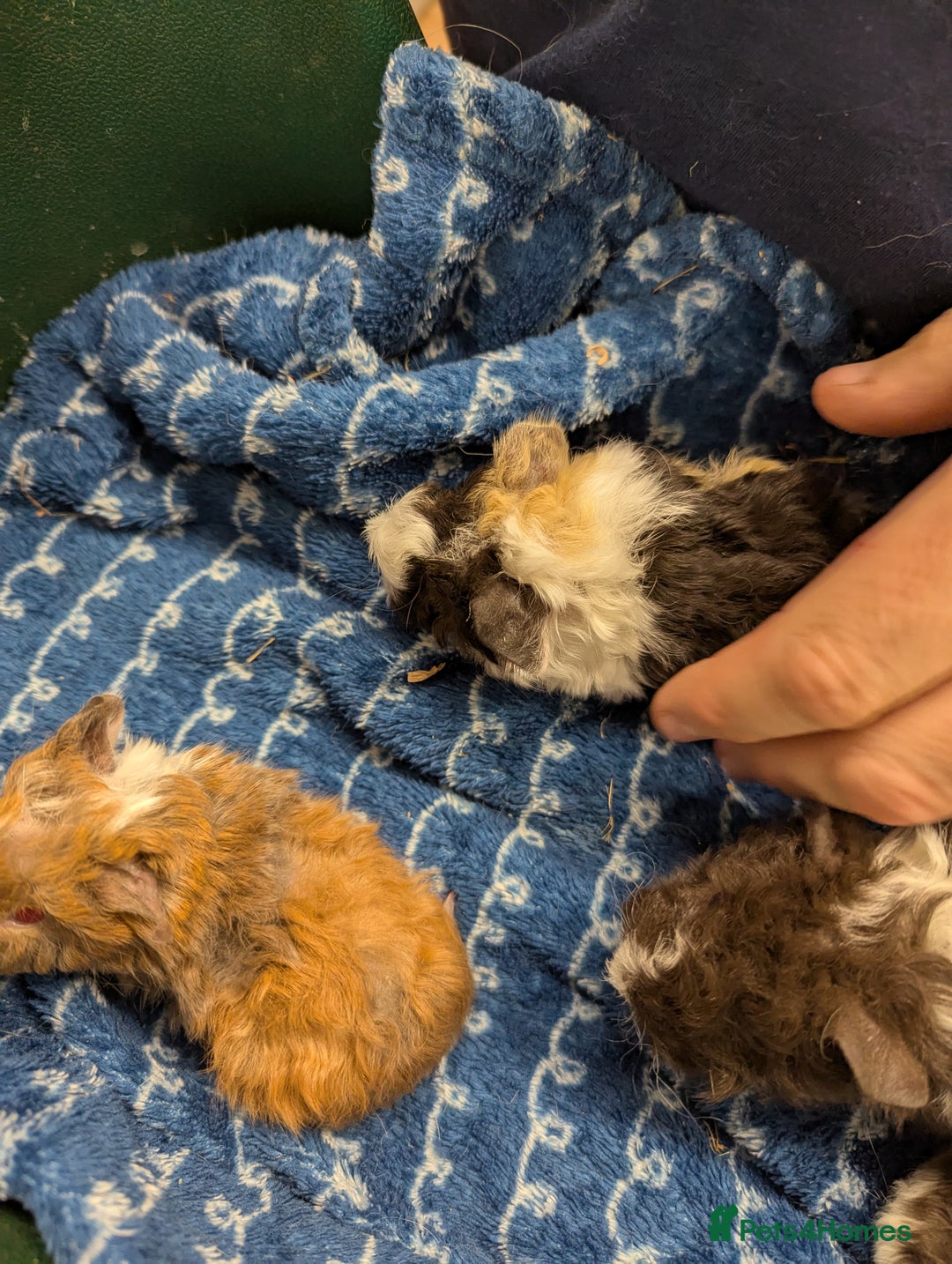 Guinea Pig rodents for sale: Stunning baby Lunkarya guinea pigs! 😍 - Image 2