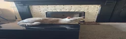 Mixed Breed cats for sale: 2 adorable kittens - Advert 3