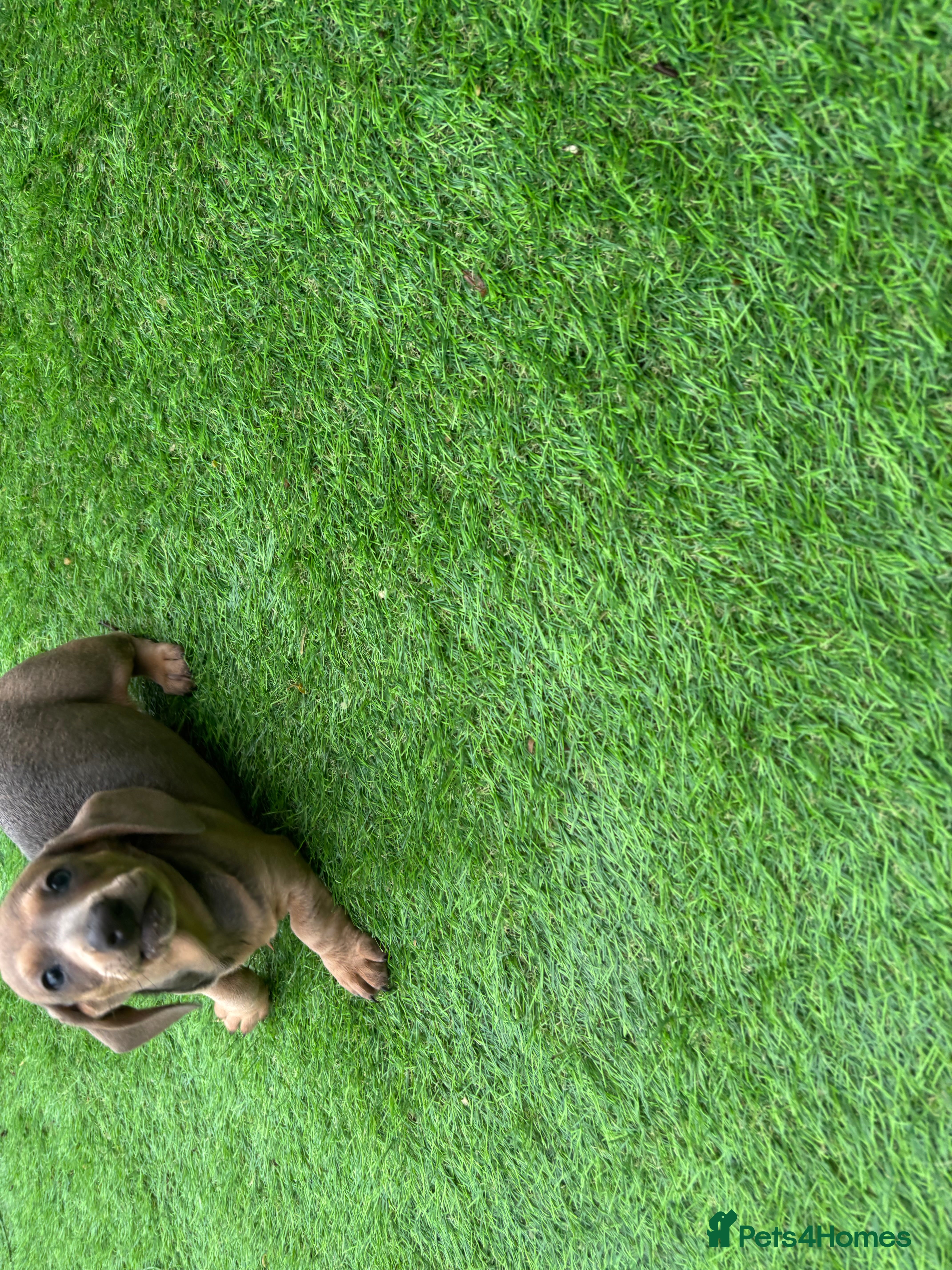 Dachshund dogs 1 beautiful Dacshund puppy left  boys  - Advert 12