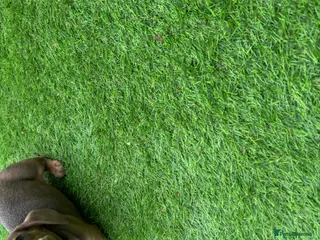 Dachshund dogs 1 beautiful Dacshund puppy left boys - Advert 12