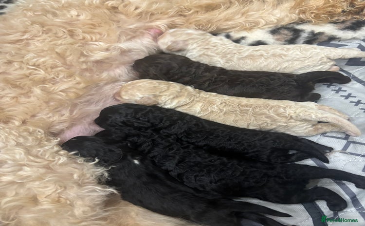 Cavapoo dogs - Advert 1