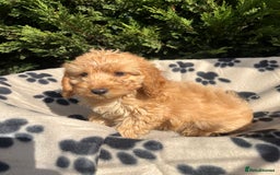 Cockapoo dogs for sale: 5 lovely f1 cockapoos  - Image 12