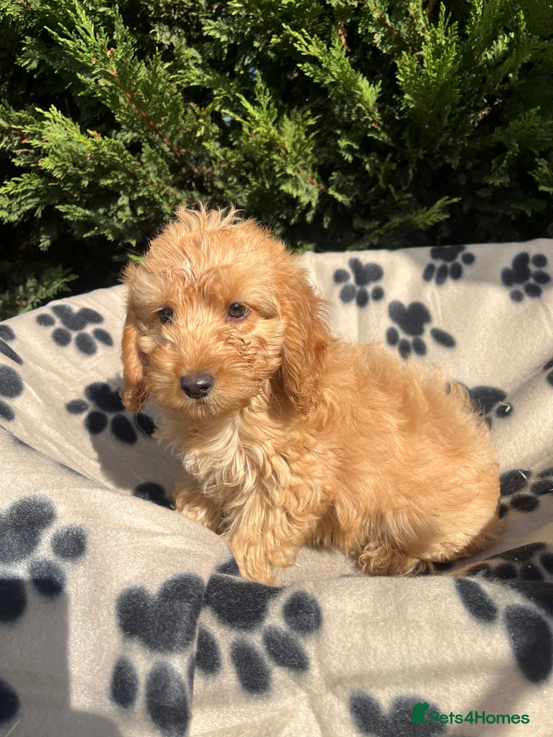 Cockapoo dogs for sale: 5 lovely f1 cockapoos  - Image 12
