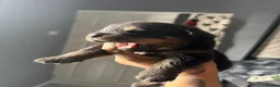 Rottweiler dogs for sale: Full German Rottweiler  - Advert 3