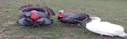 Turkeys poultry for sale: 2 Norfolk Black male turkeys one female  - Advert 2
