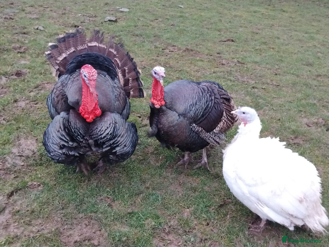 Turkeys poultry for sale: 2 Norfolk Black male turkeys one female  - Advert 2