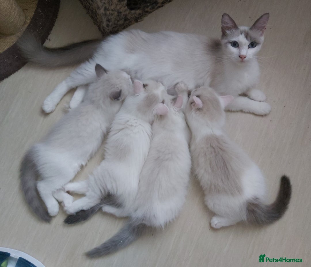 Ragdoll cats for sale: RAGDOLL BICOLOUR BOY BLUE EYES READY NOW! - Image 22