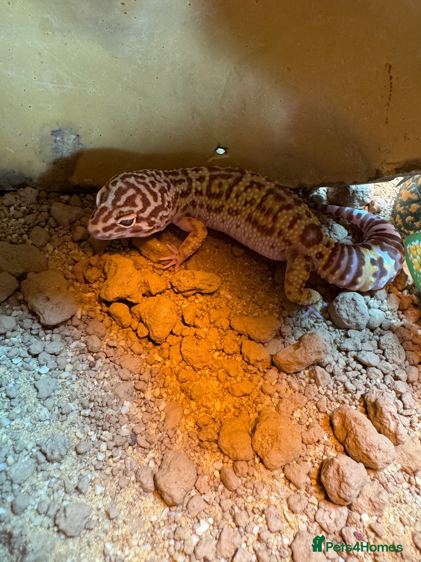 Leopard Gecko reptiles for sale: Leopard Gecko with Full Set Up - Advert 1