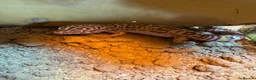 Leopard Gecko reptiles for sale: Leopard Gecko with Full Set Up in Widnes - Advert 1