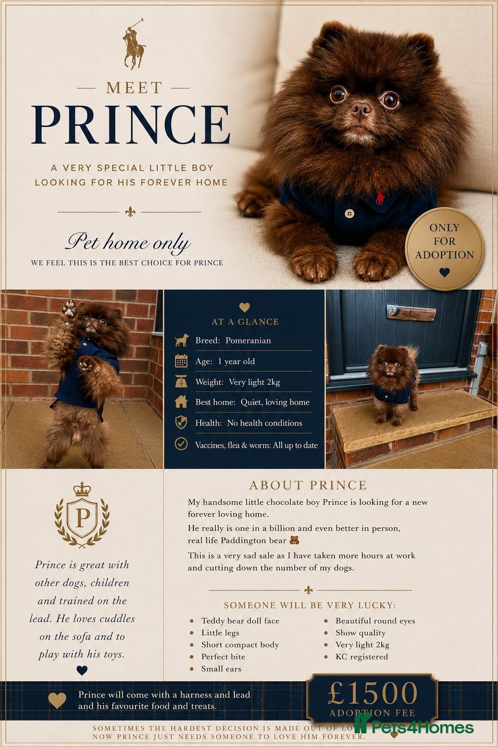 Pomeranian dogs KC Chocolate Teddy bear 🧸  - Advert 1