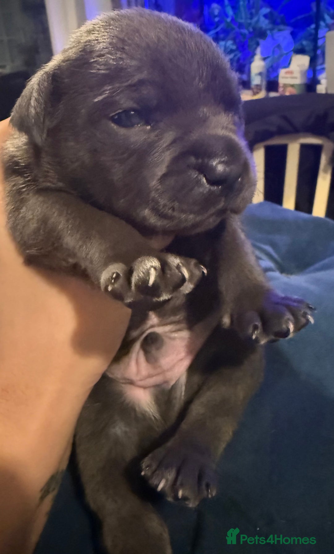 Staffordshire Bull Terrier dogs for sale: KC Registered Exceptional Blue Staffies - Advert 10