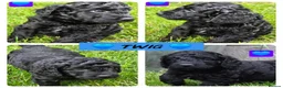 Cockapoo dogs for sale: Health Tested F1b Cockapoo Puppies - Advert 18