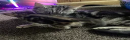American Shorthair cats for sale: Beautiful Kittens Looking For Forever Home - Advert 8