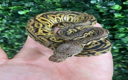 Python Snake reptiles for sale: Royal Pythons at Viperia Exotics - Image 2