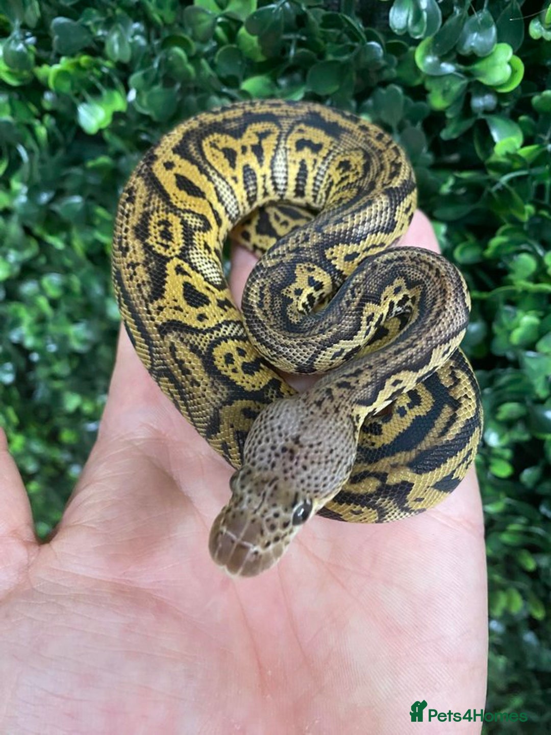 Python Snake reptiles for sale: Royal Pythons at Viperia Exotics - Image 2