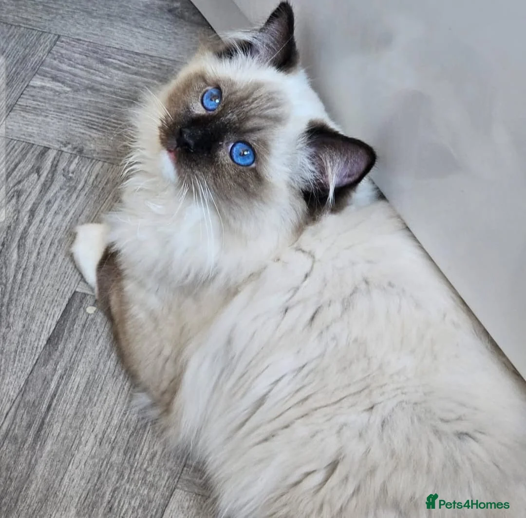 Ragdoll cats for sale: Majestic boy ❤️ - Advert 2