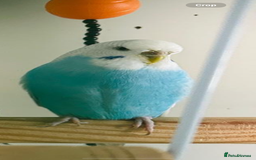 Budgerigars birds for sale: Budgies for sale  - Image 9