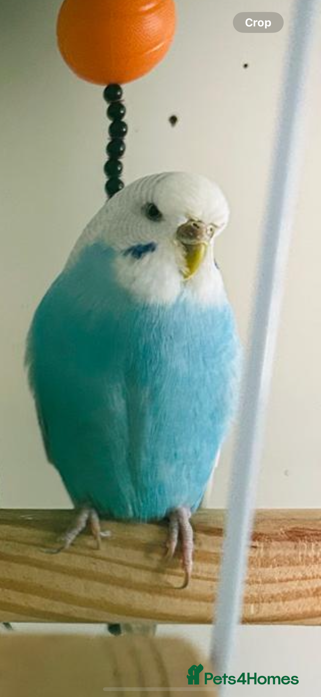 Budgerigars birds for sale: Budgies for sale  - Image 9