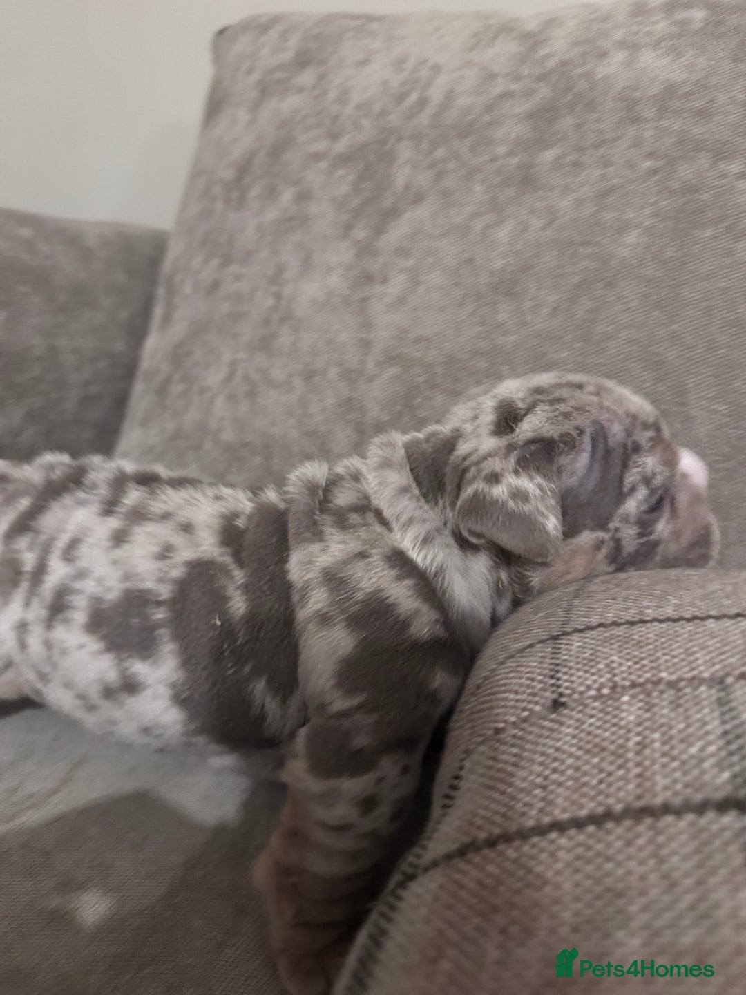 English Bulldog dogs for sale: English Bulldogs ready to leave 10/12/25  - Advert 14